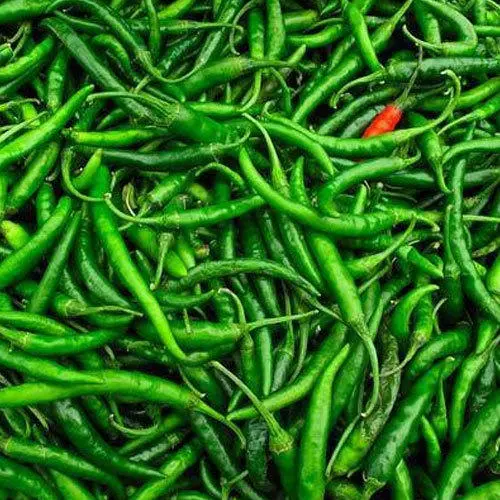 Chilli (Hari Mirch)