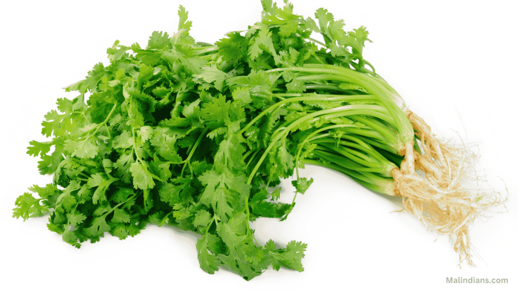 Coriander (Dhaniya)