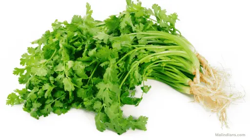 Coriander (Dhaniya)